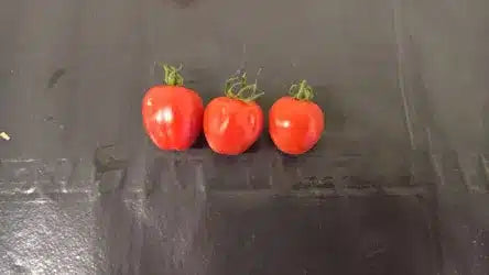 Snacktomat - Rimmerhus Strawberry F1