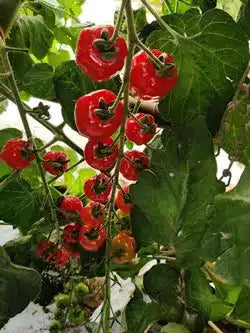 Snacktomat - Rimmerhus Strawberry F1