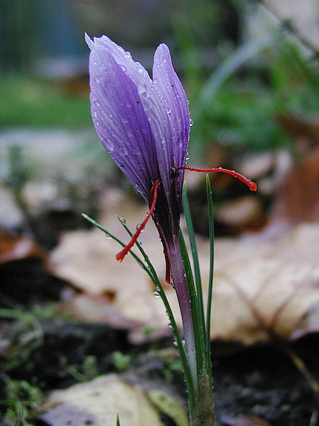 Safrankrokus  - Crocus sativus - LØG