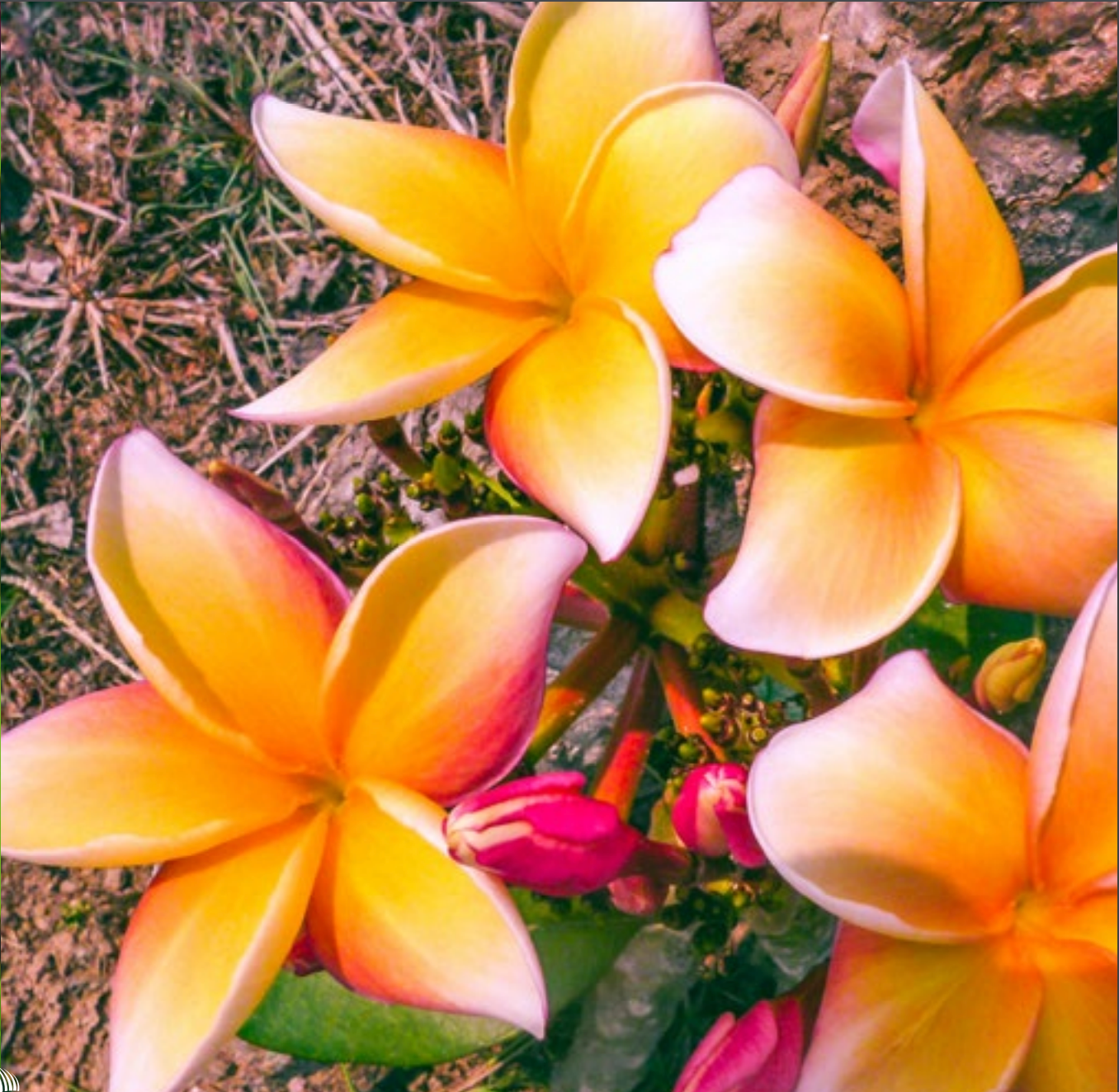 Plumeria - Sahara - PLANTE!