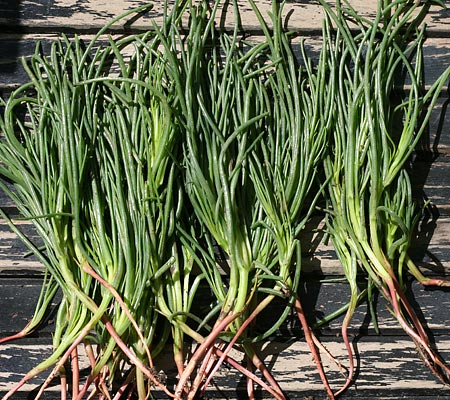 Agretto Roscano - Salsola soda