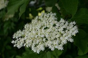 Almindelig hyld - Sambucus nigra