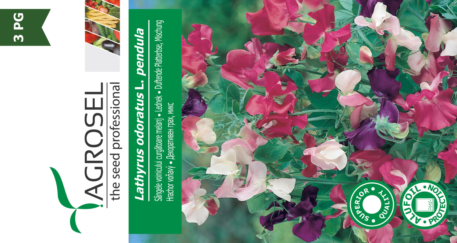 Ærteblomst - Lathyrus Odoratus