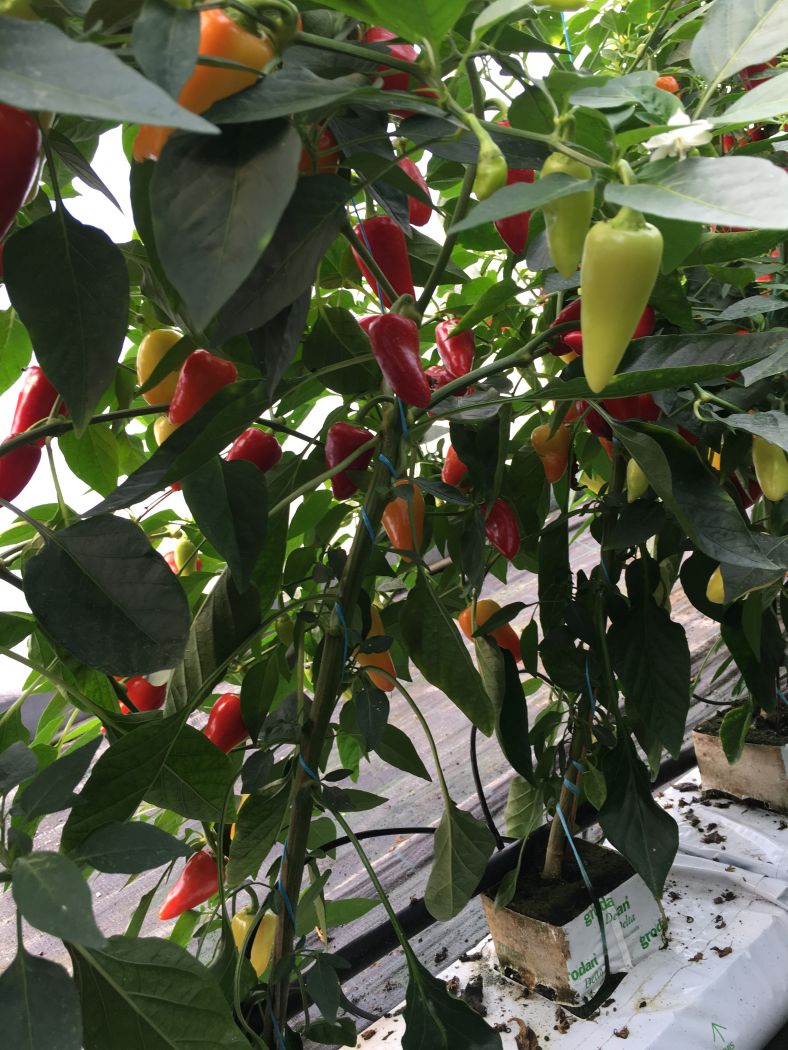 Santa Fe Grande - C. annuum