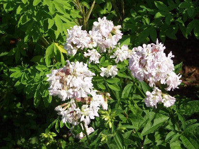 Sæbeurt - Saponaria Officinalis