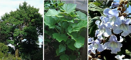 Sapphire Dragon Tree - Paulownia Fortunei