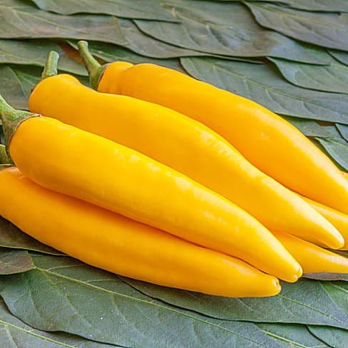 Sarit Gat - C. annuum