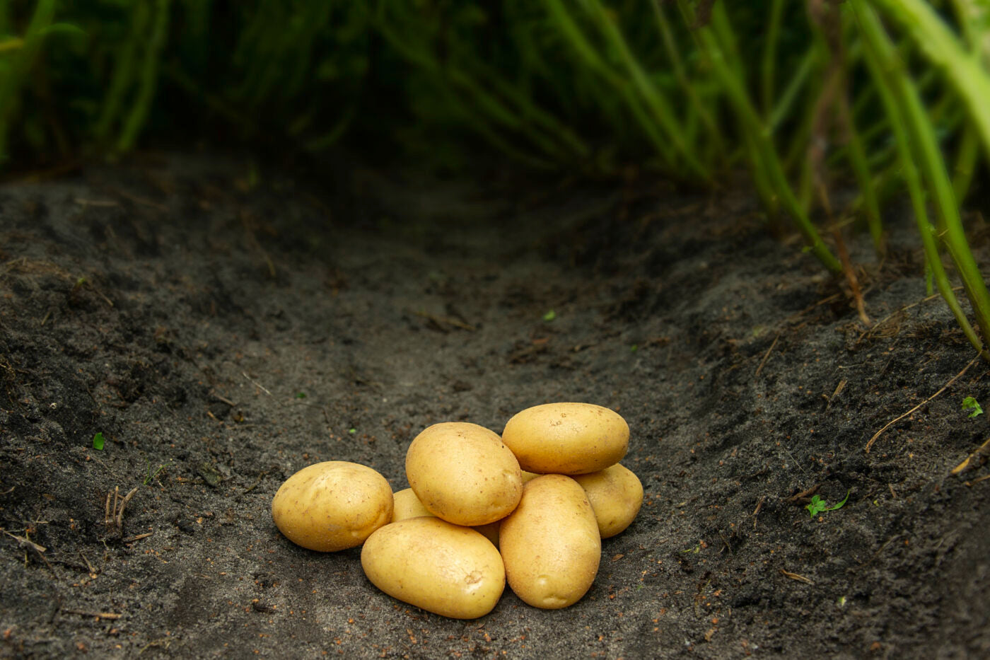 Bondens Bedste - SAVA 1,5 kg - Læggekartoffel
