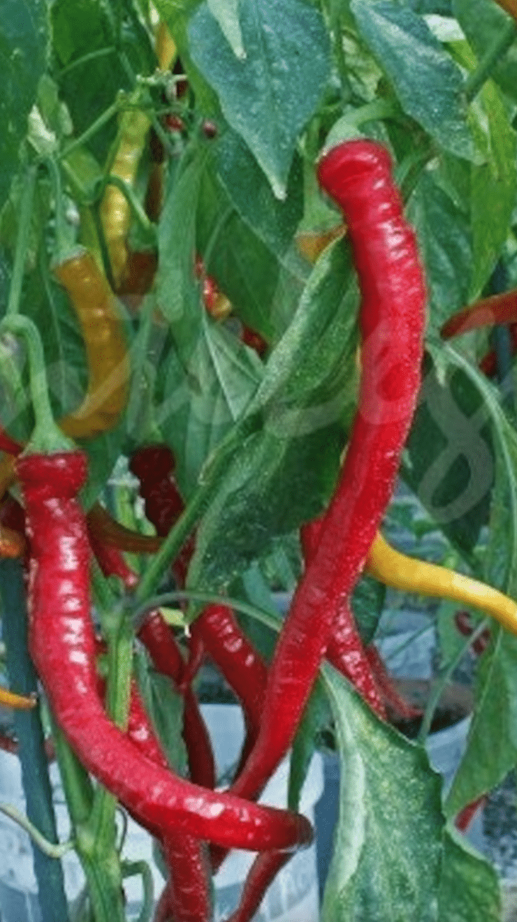  Chorbadhijski C.Annuum
