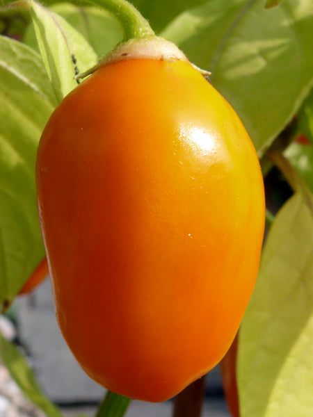 Rocoto de Seda – C. pubescens