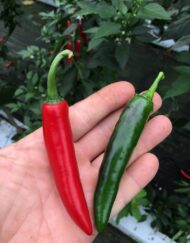 Serrano Del Sol - C. annuum