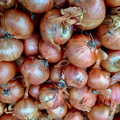 Sætteløg - Skalotte - Red Sun - 1 kg
