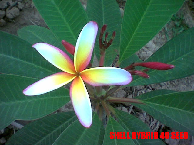 Plumeria -  Shell hybrid
