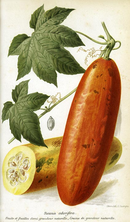 Sicana odorifera - Cassabanana - Duftmelon