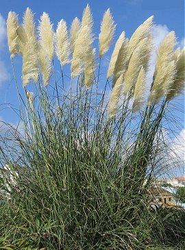 Pampas græs - 'Silver flame'