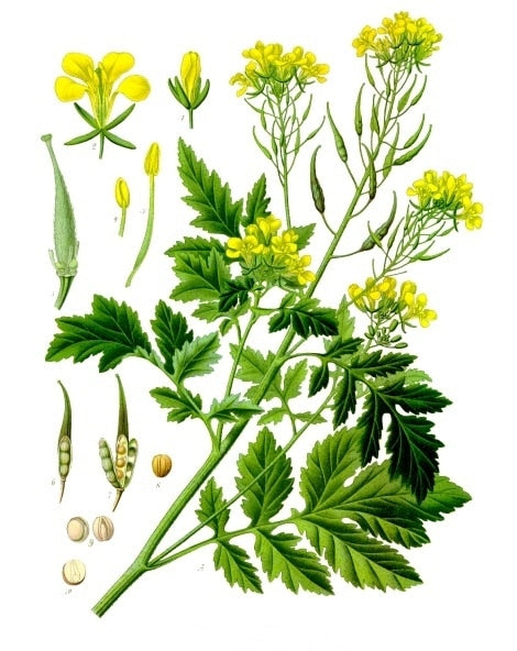 Gul Sennep - Sinapis alba
