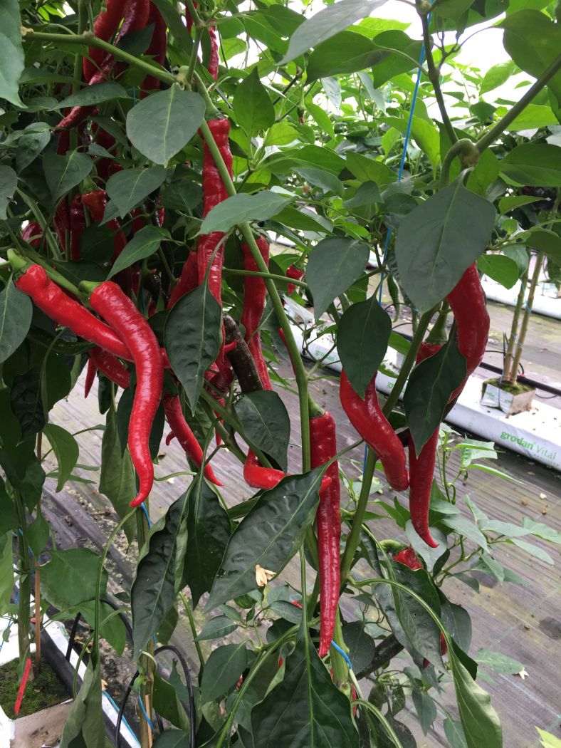 Joe's long - C. annuum