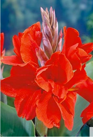 Canna - The President, Rød - 1 rhizom