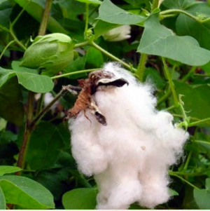 Sea island Bomuld - Gossypium barbadense