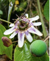 Passiflora alnifolia