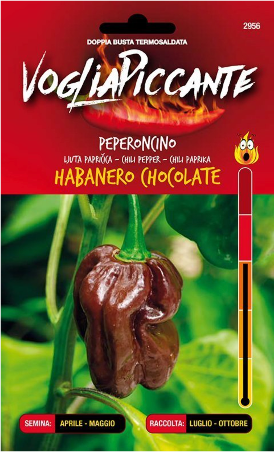 Habanero Chocolat - C. chinense