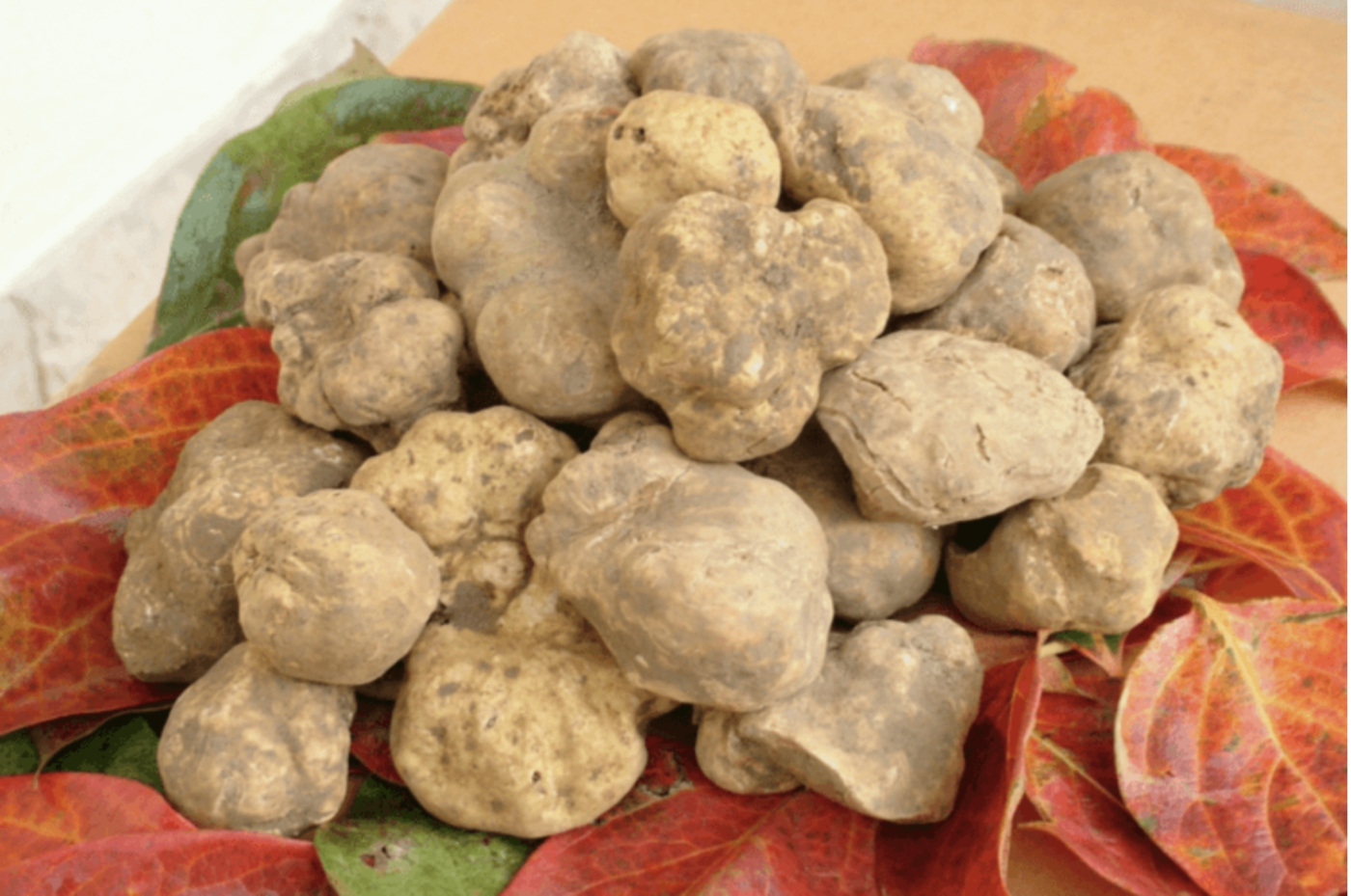 Mycelie, Hvid Piemonte trøffel – Tuber magnatum