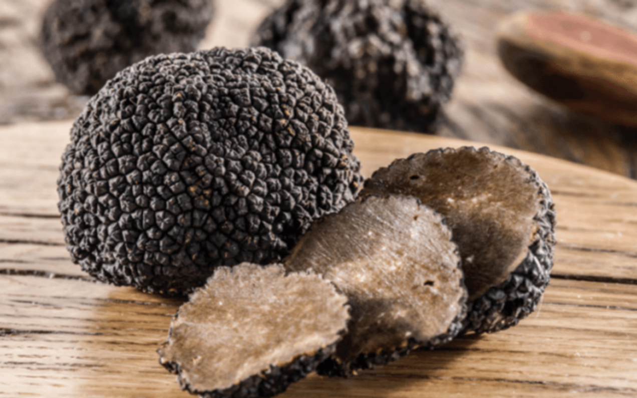 Mycelie, Sort  trøffel – Tuber melanosporum