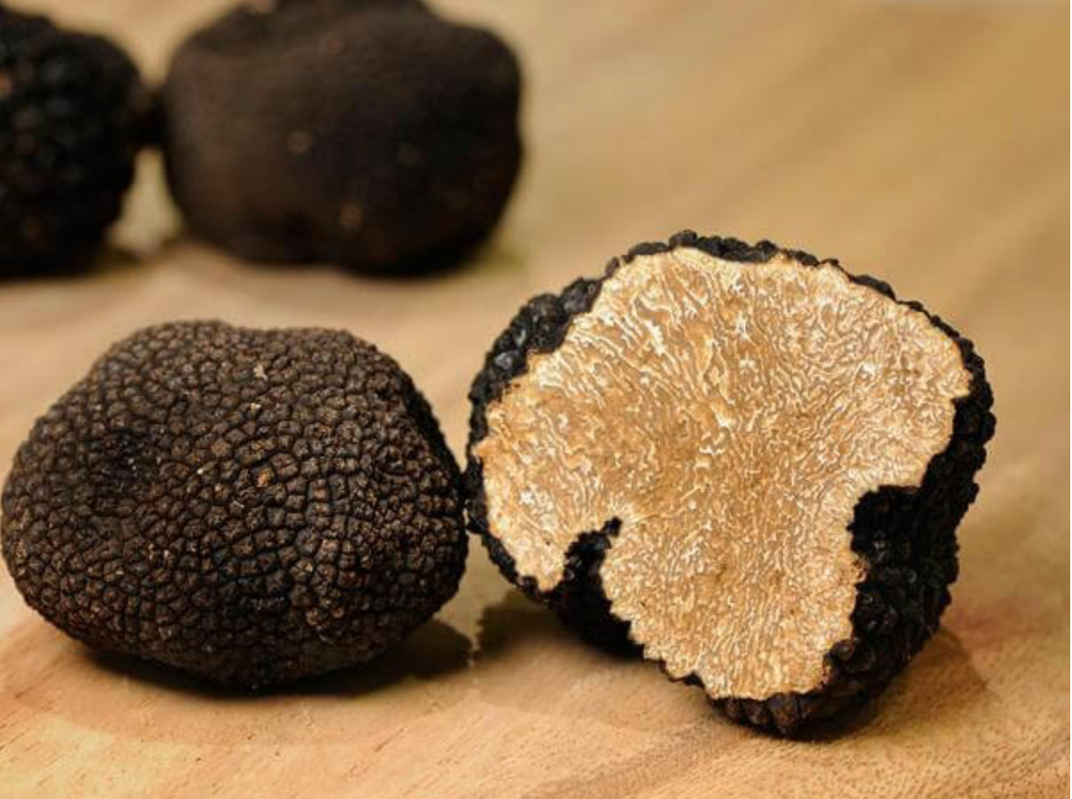 Mycelie, Sort  trøffel – Tuber melanosporum