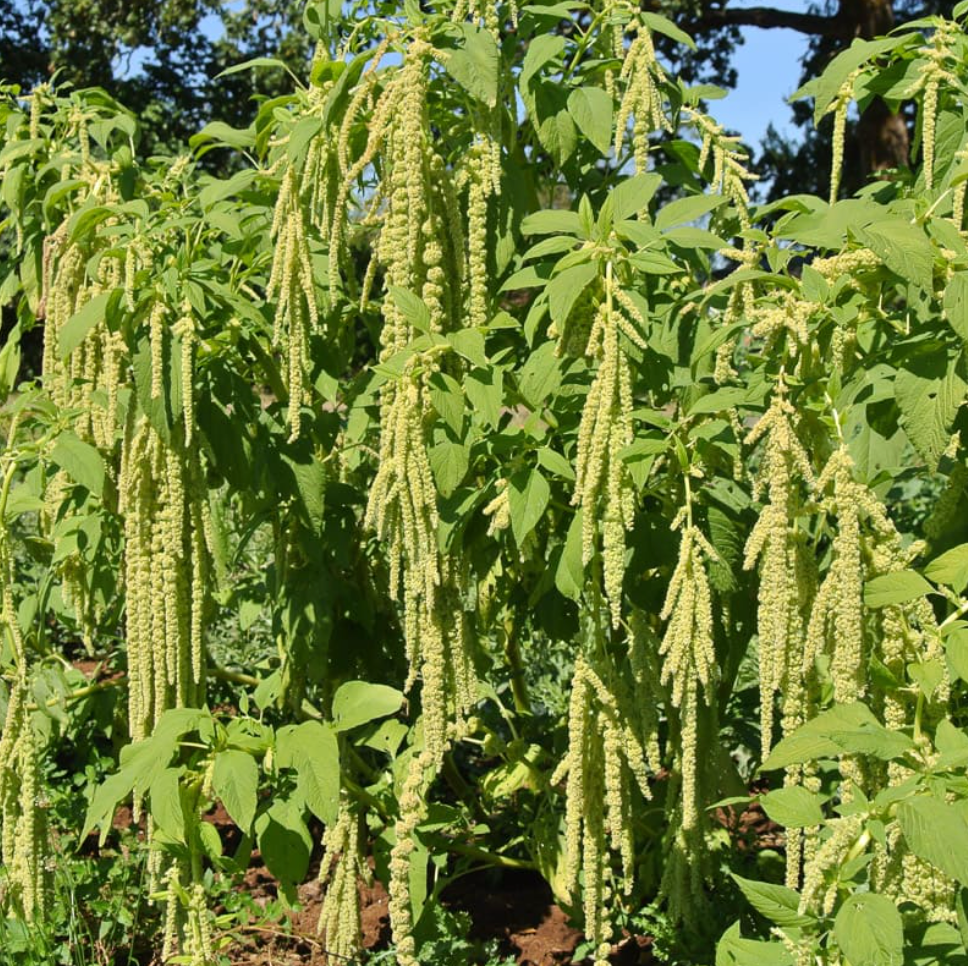 Amaranthus caudatus 'Green Tails'