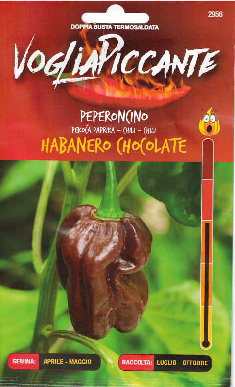 Habanero Chocolate - C. chinense