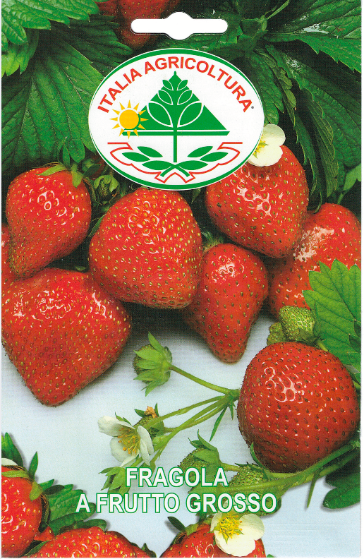 Jordbær - Fragola A Frutto Grosso