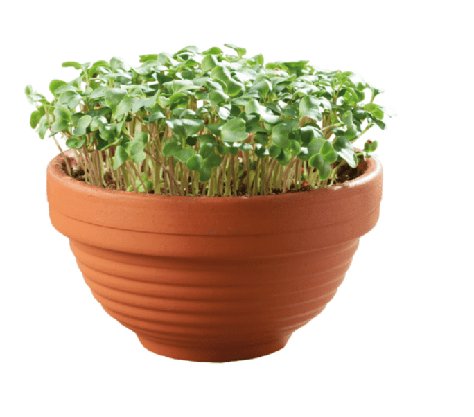Microgreens Terracotta skål med Grønkål