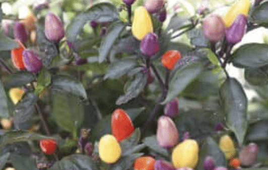 Chili - Lila Luzi