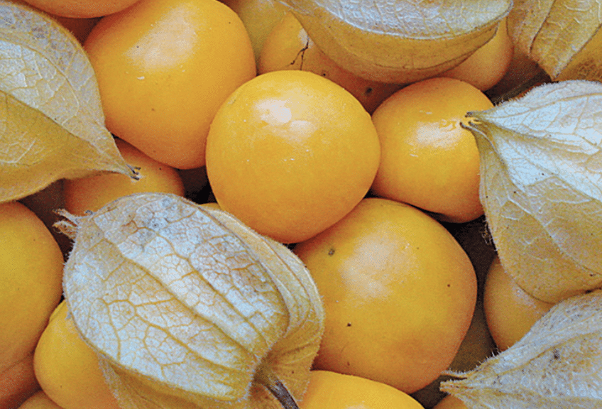 Ananas Kirsebær - Physalis peruviana edulis