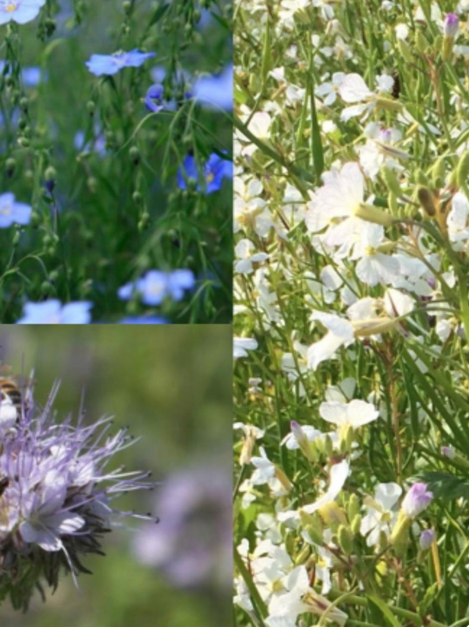Blomsterbrak Power – Varig