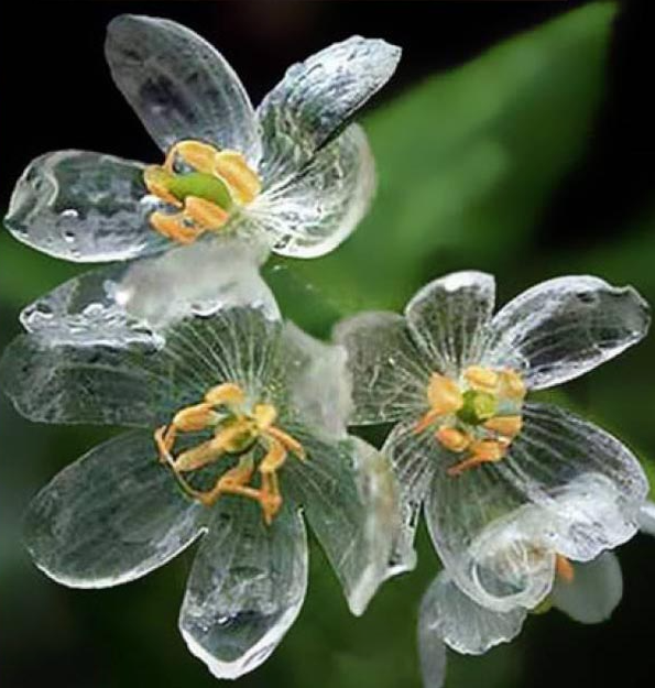 Skeletblomst - Diphylleia grayi