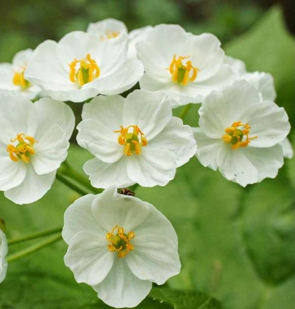 Skeletblomst - Diphylleia grayi