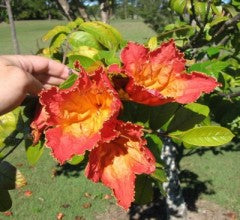 Afrikansk Tulipantræ - Spathodea Campanulata
