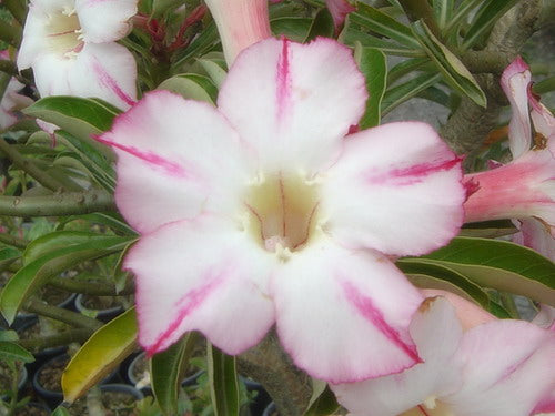 Ørkenrose - Adenium 'Snow White'