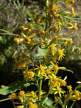 Gyldenris - Solidago virgaurea