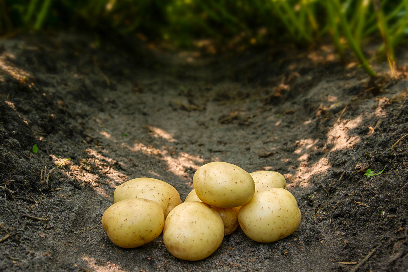 Bondens Bedste - SOLIST 1,5 kg -ØKO  Læggekartoffel