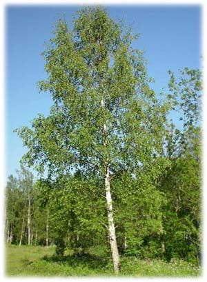 Vortebirk /  Hængebirk - Betula pendula