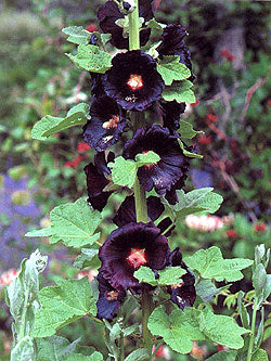 Stokroser, Sorte - Alcea rosea nigra