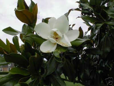 Southern magnolia – Magnolia Grandiflora