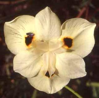 Spansk Iris