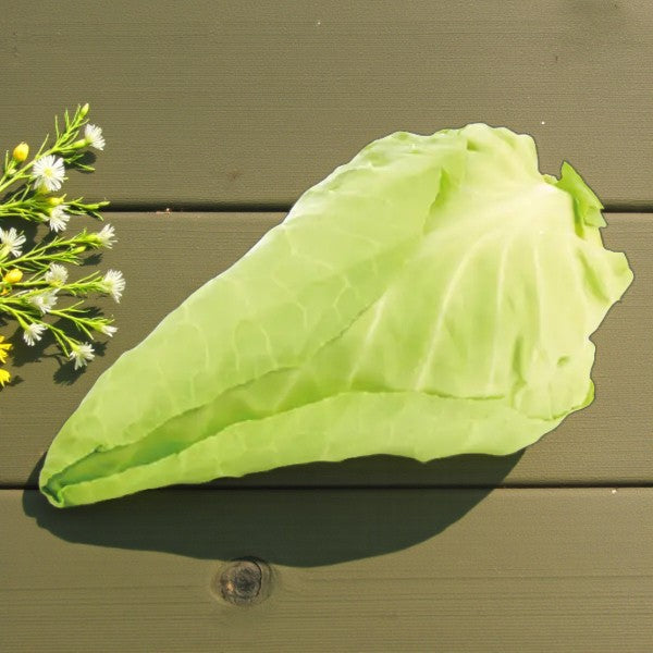 Antonio F1 - Spidskål