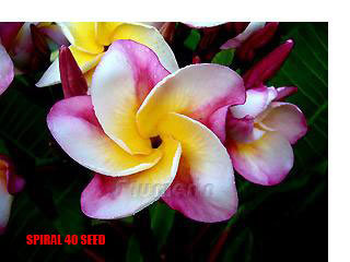 Plumeria -  Spiral