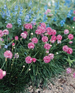 Armeria Pink - Maritima Splendens