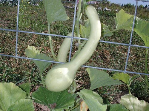 Squash - Tromboncino