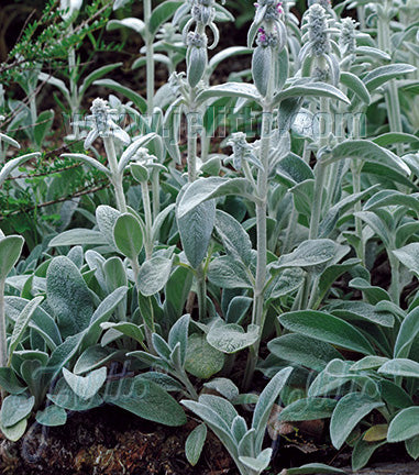 Staude - Lammeøre - Stachys byzantina
